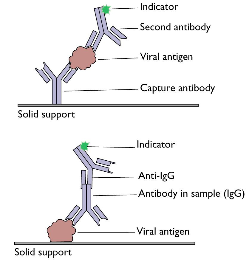 Antibodies against sperm