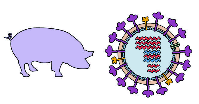 Swine Influenza Amexico2009 H1n1 Update Virology Blog 7723