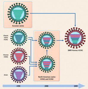 Reassortment Of The Influenza Virus Genome | Virology Blog