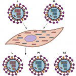 Reassortment Of The Influenza Virus Genome | Virology Blog