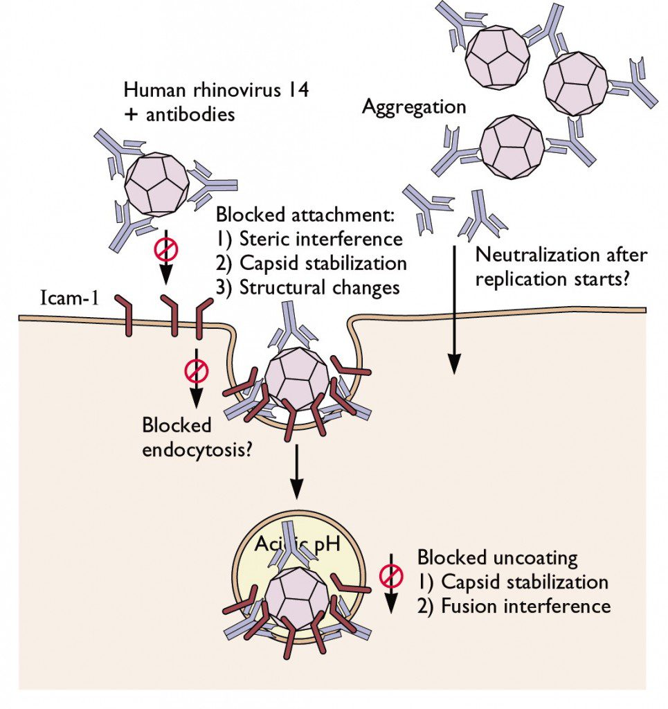 Antibodies neutralize viral infectivity inside cells Virology Blog