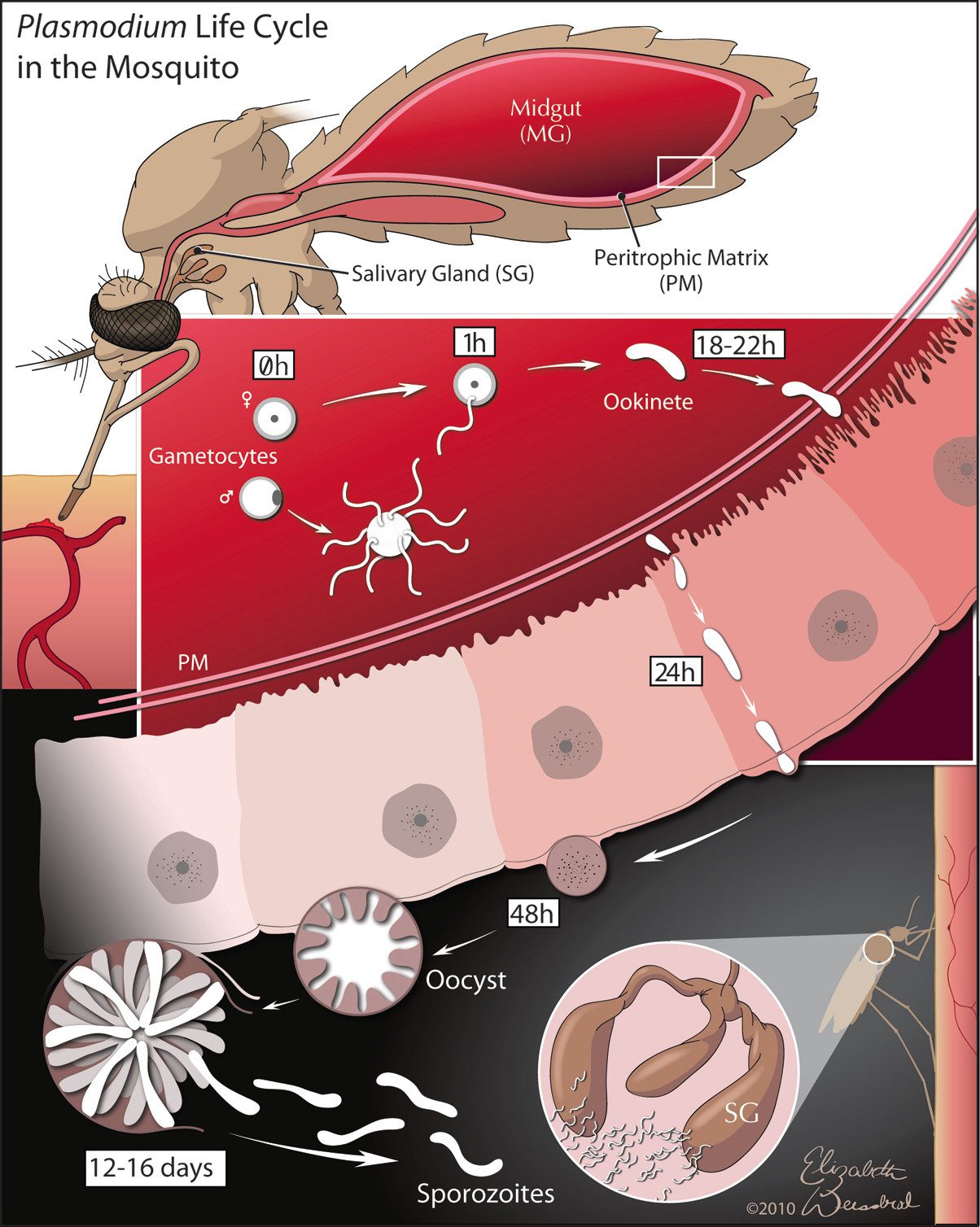 TWiP 31 A malaria vaccine Virology Blog