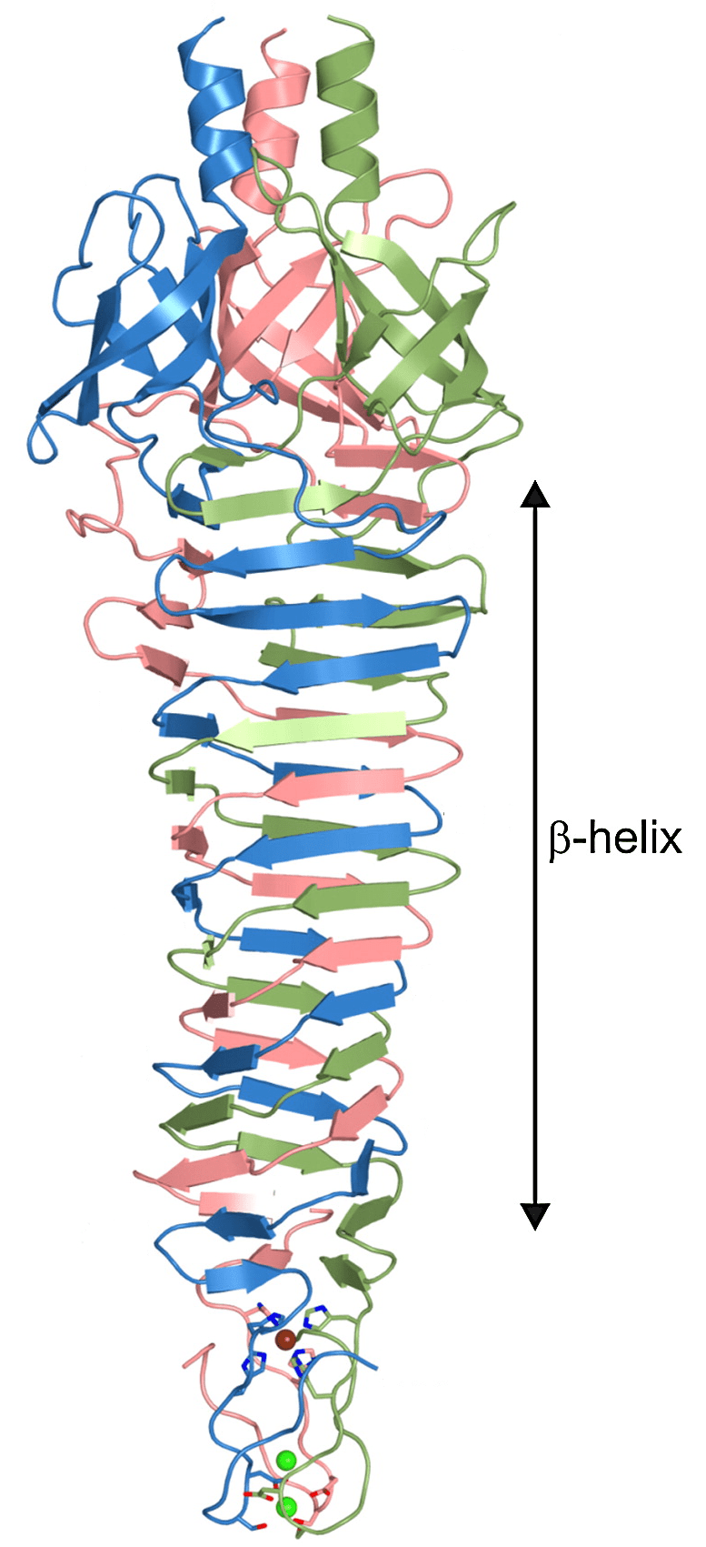 A spike for piercing the cell membrane | Virology Blog