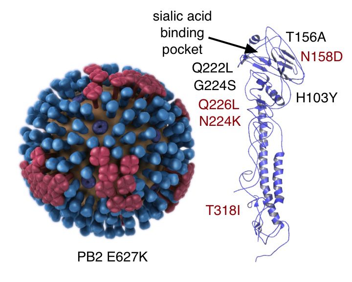 H5n1 Virus Structure Printable
