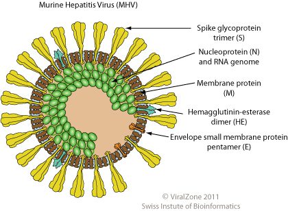 A new coronavirus isolated from humans | Virology Blog