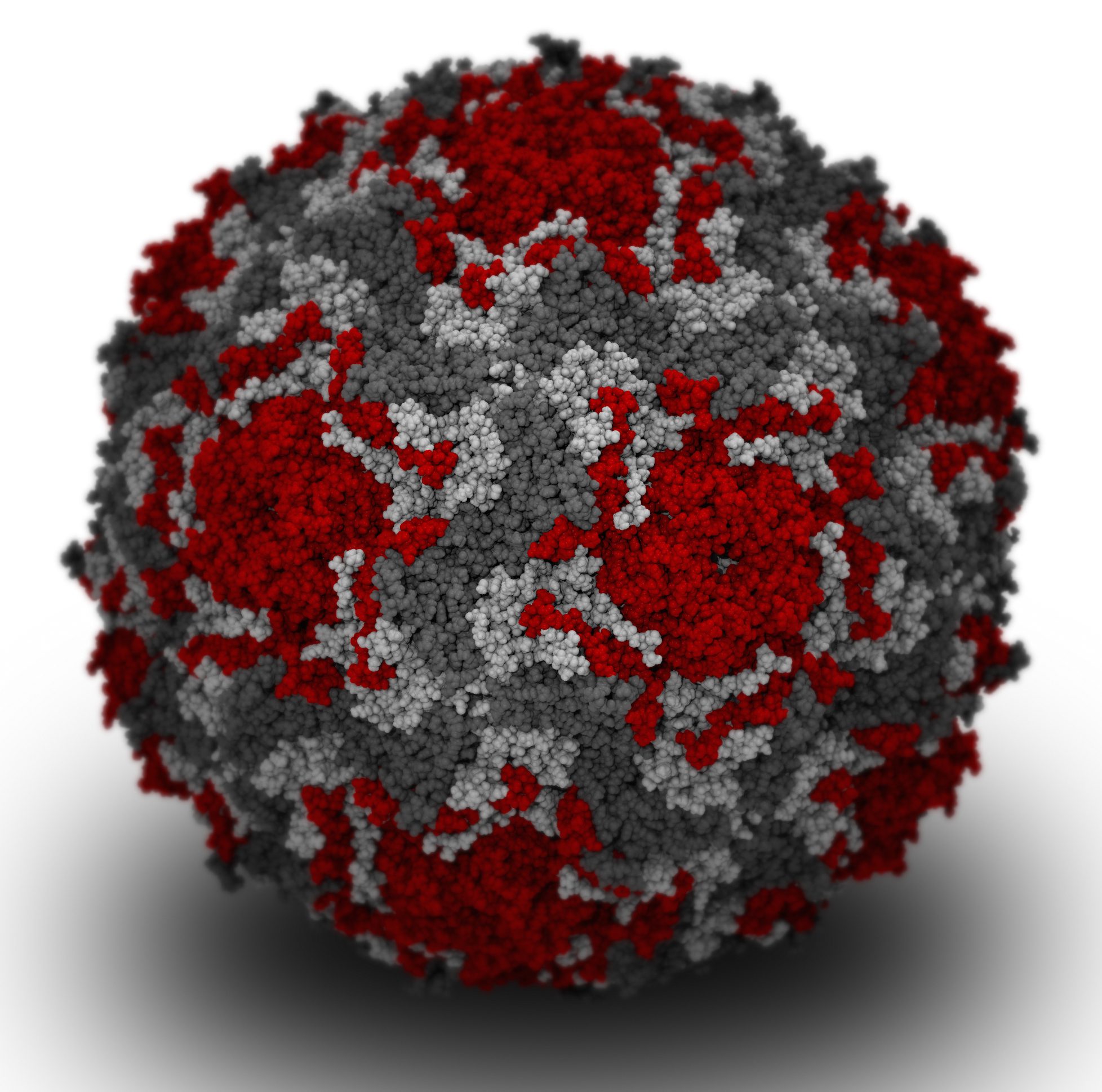 Полиомиелит вирус энтеровирусы