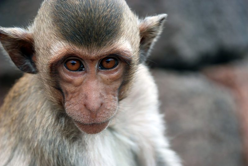 could-reston-virus-be-a-vaccine-for-ebola-virus-virology-blog