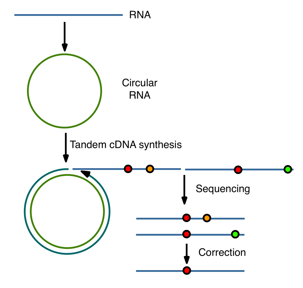 Describing a viral quasispecies