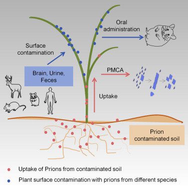 Prions in plants | Virology Blog