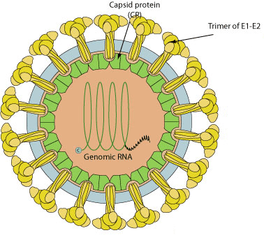 Rubella virus and birth defects | Virology Blog