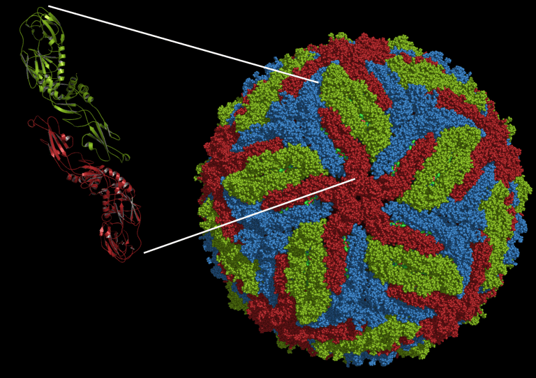 Antibodies to dengue virus enhance infection by Zika virus | Virology Blog