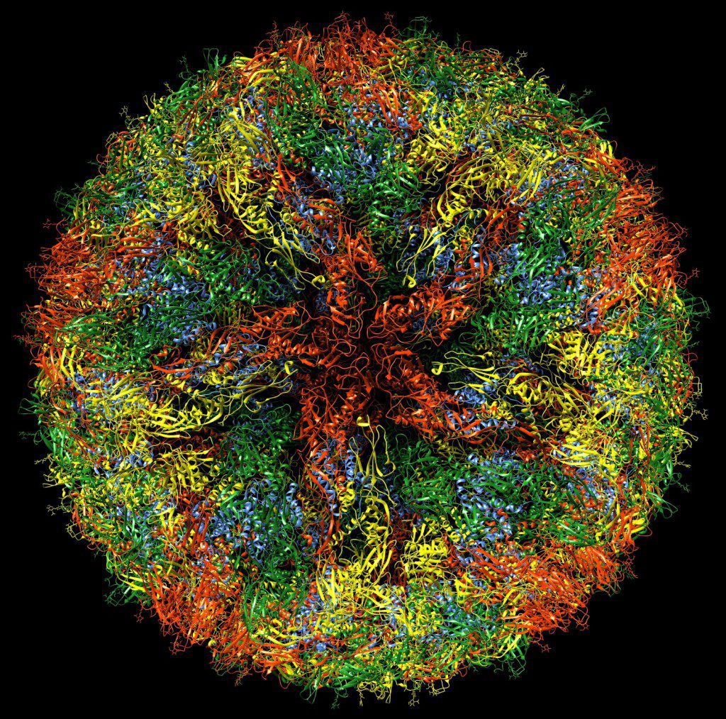 Structure of Zika virus | Virology Blog