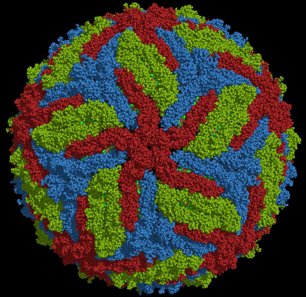 Zika Virus Crosses The Placenta And Causes Microcephaly In Mice Virology Blog