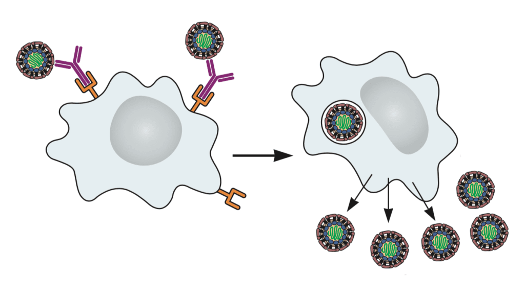 Antibodies Aid Dengue And Zika Virus Infection Virology Blog 3745