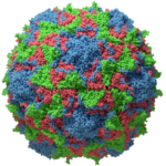 Whole plant cells producing viral capsid protein as a poliovirus ...