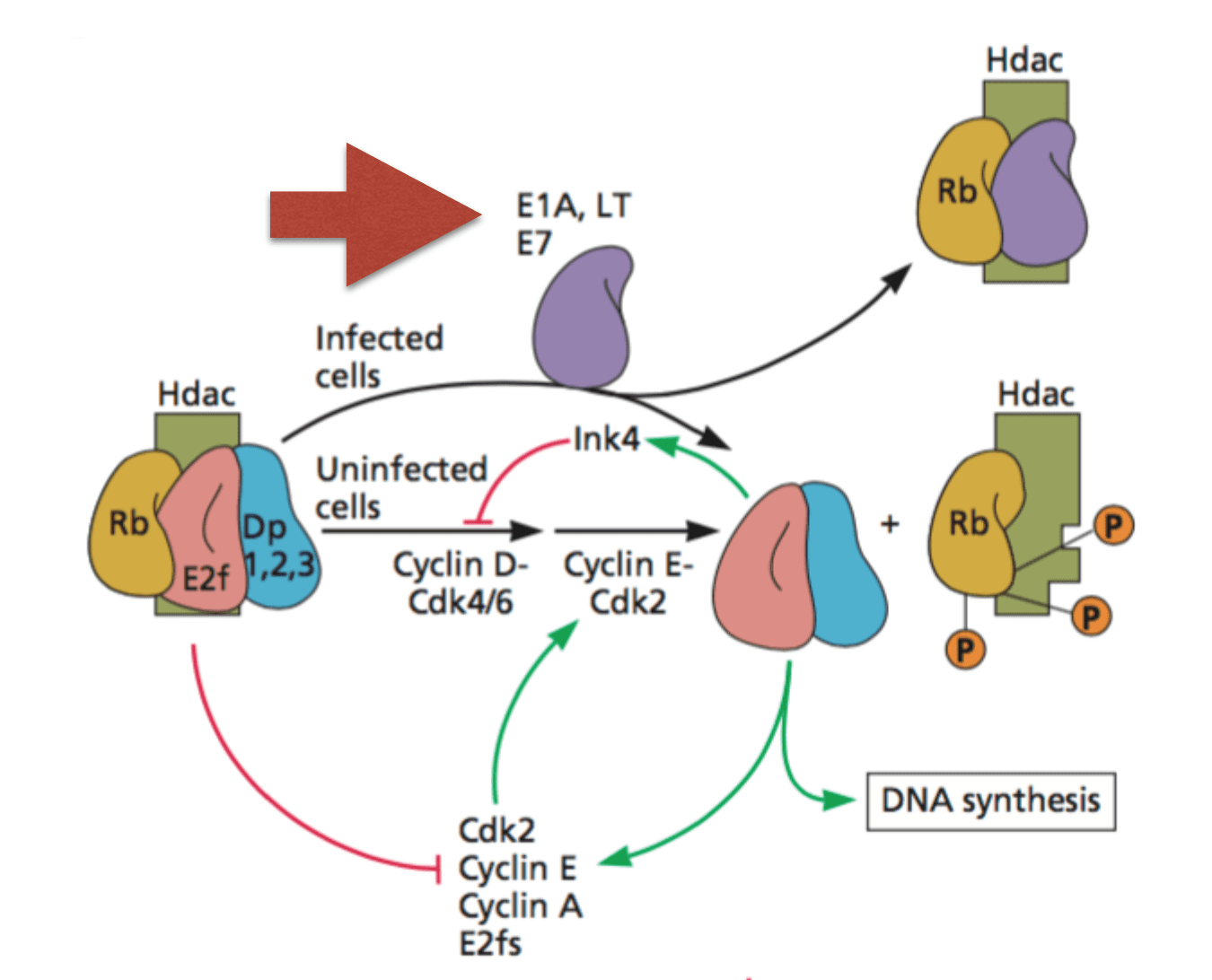 A New Function For Oncoproteins Of DNA Tumor Viruses | Virology Blog