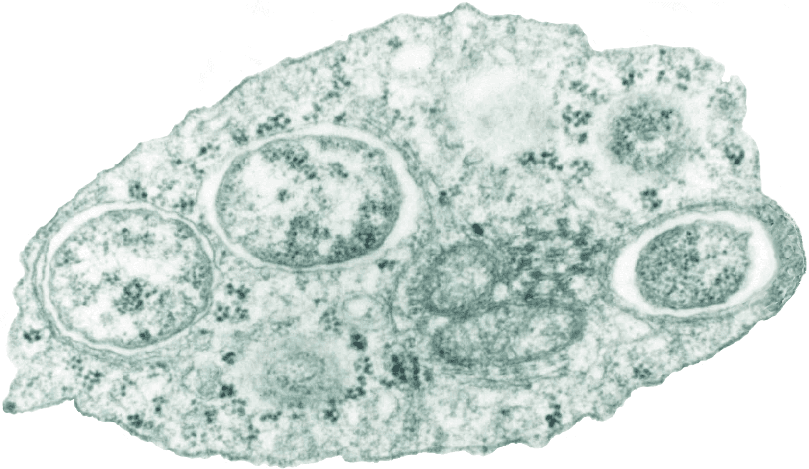 Eukaryotic genes in a bacteriophage Virology Blog