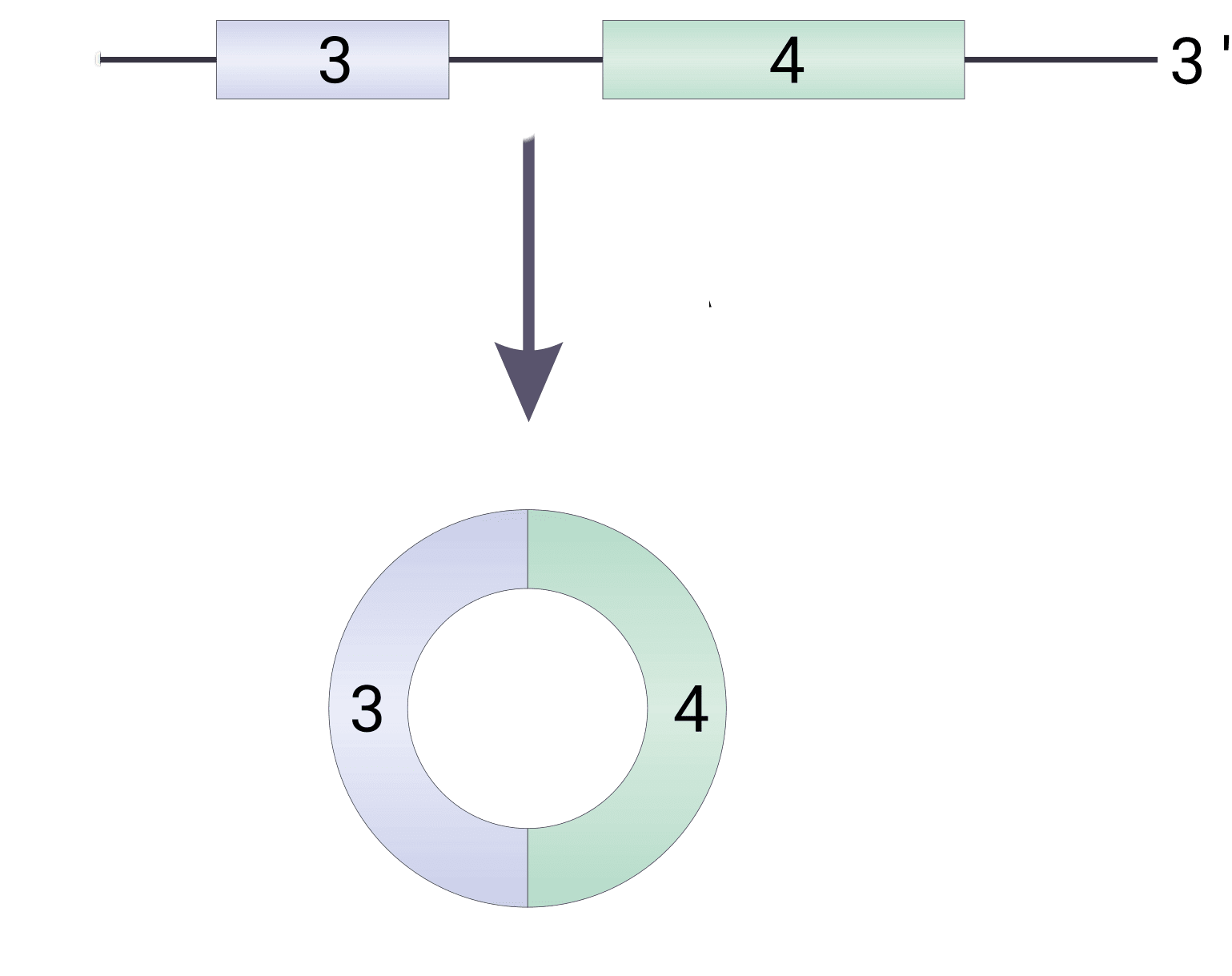 RNA in circles | Virology Blog