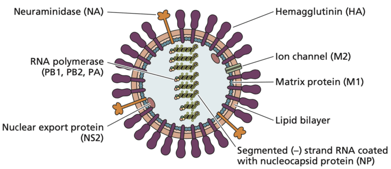 Encouraging clinical data for universal flu vaccine candidate ...