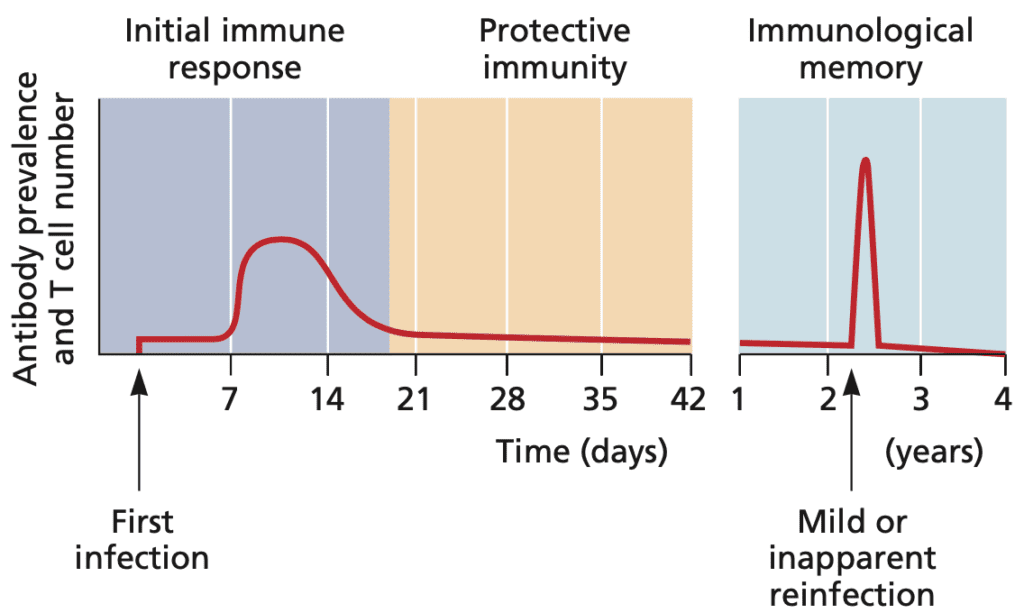How Vaccines Work Virology Blog