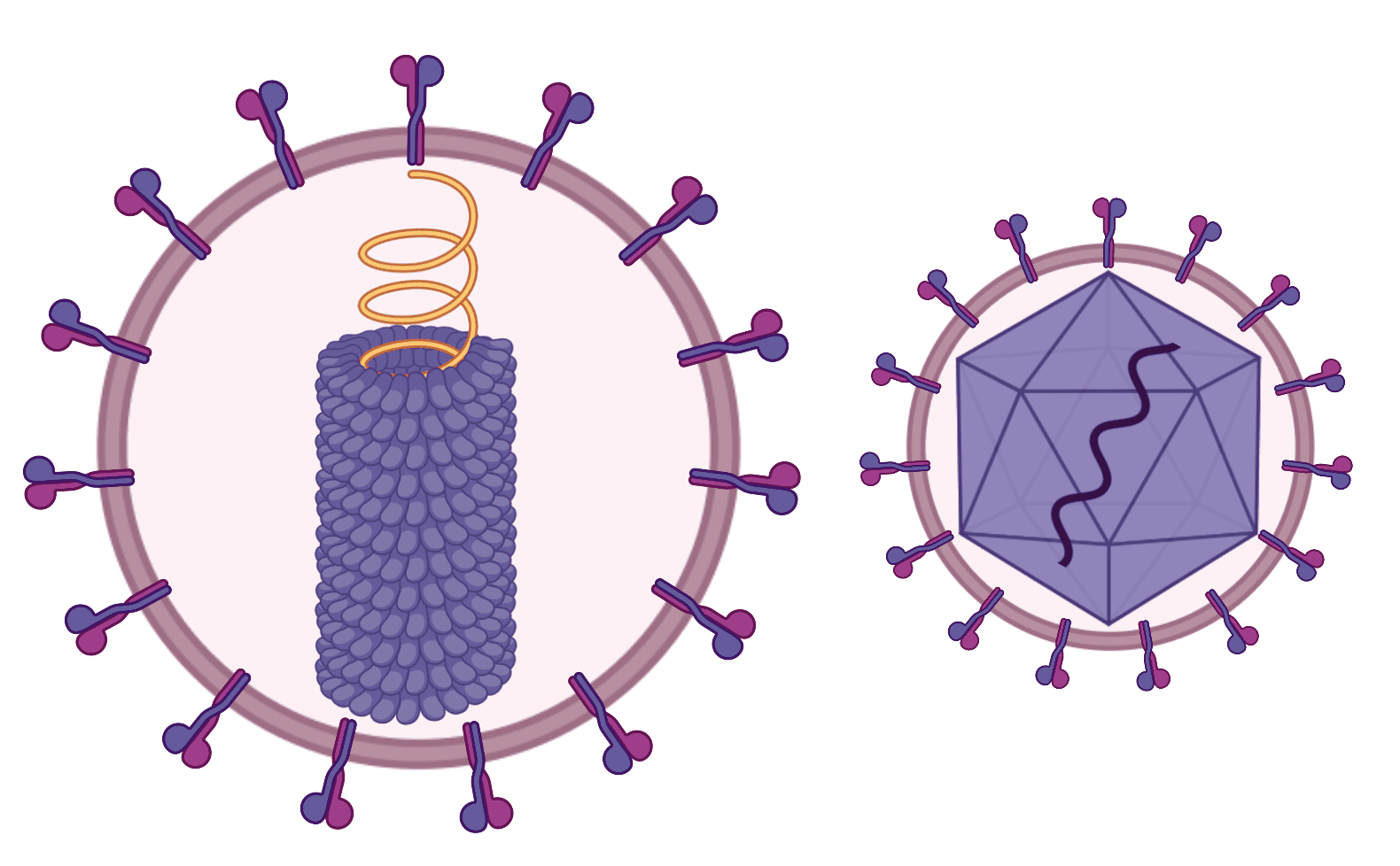 virus diagram capsid